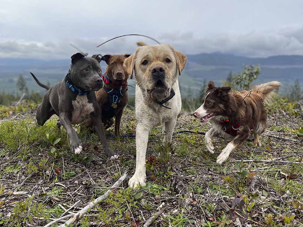 Dog Adventure Training Yellow Point Coastal Mountain K9